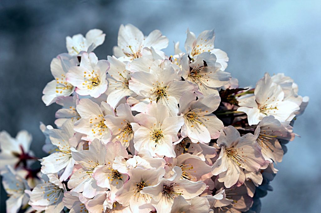 valle del jerte valle del jerte